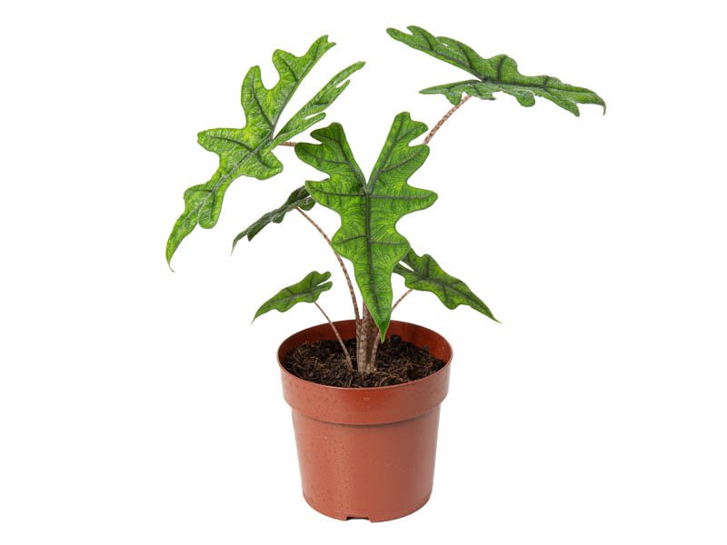 alocasia jacklyn