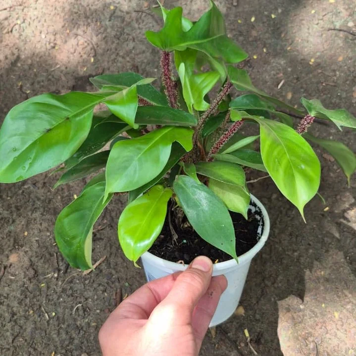 philodendron squamiferum