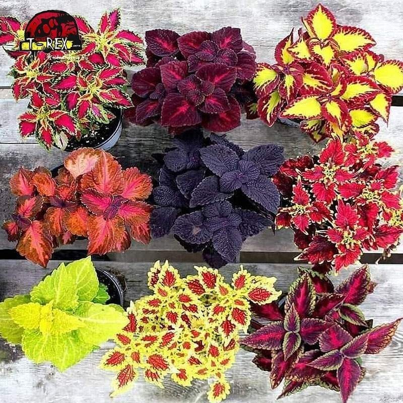 Coleus - coração magoado